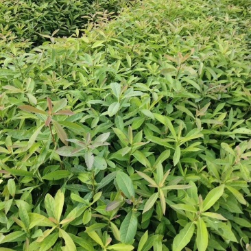 江西木荷、荷木、木荷小苗、木荷杯苗大量上市欢迎联系