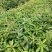 江西木荷、荷木、木荷小苗、木荷杯苗大量上市欢迎联系