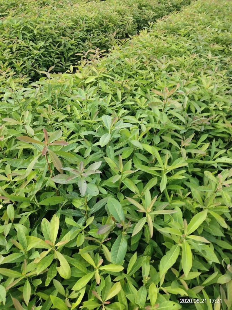 江西木荷、荷木、木荷小苗、木荷杯苗大量上市欢迎联系