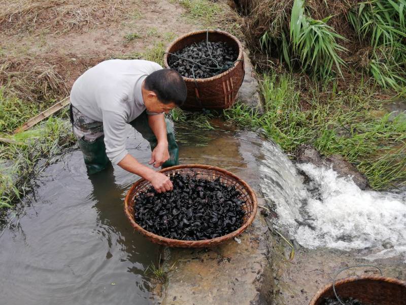 老菱角两角菱乌菱非洪湖菱角