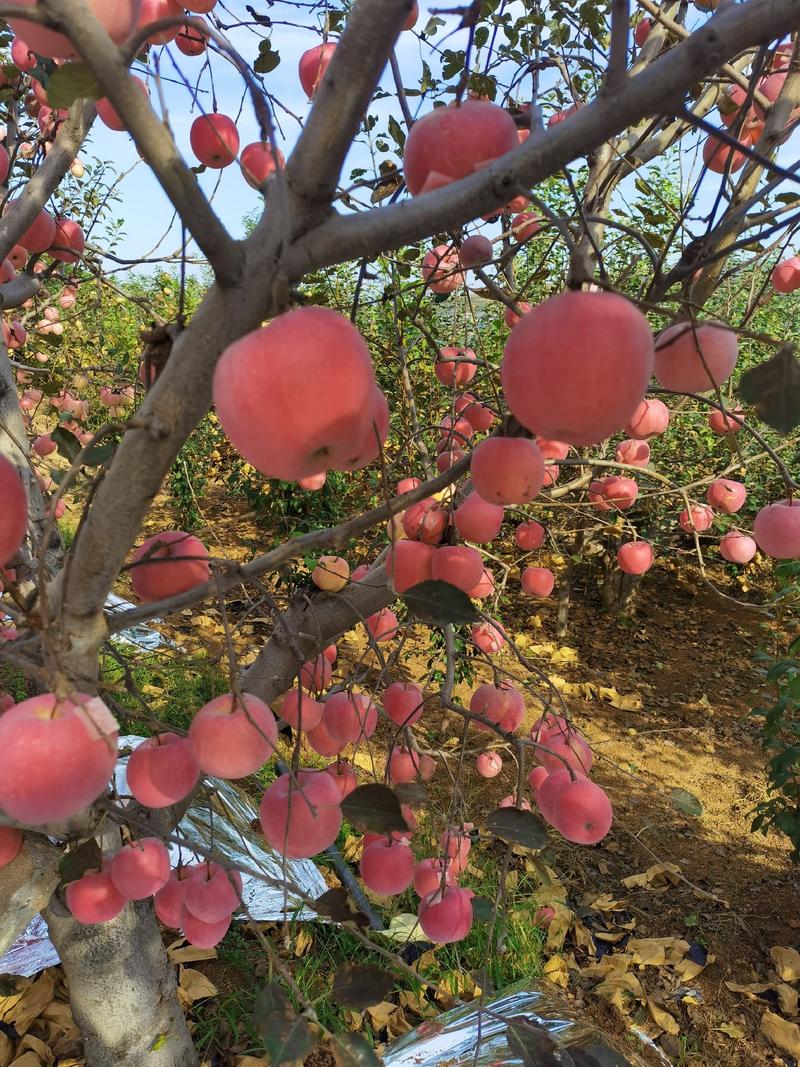 辽南地区红富士苹果大量上市，产地直发，75m售价1.8元