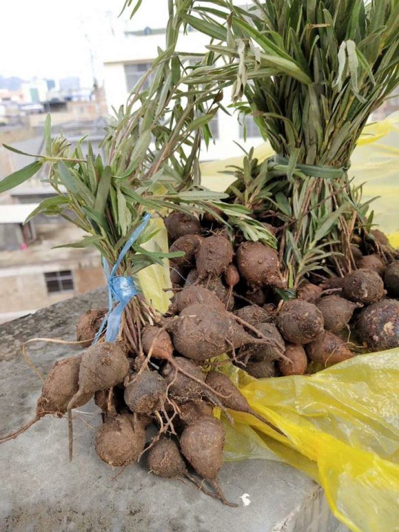 需要鸡头薯联系，现挖现发