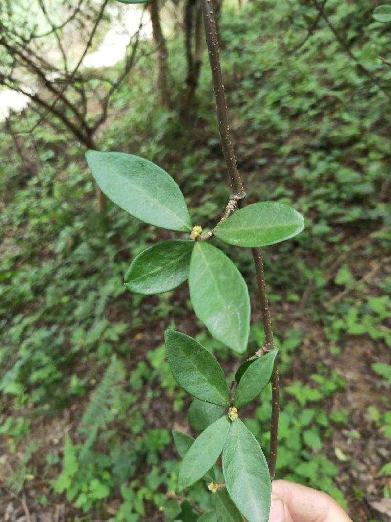 络石藤棉絮绳爬墙虎爬山虎白花藤石血石龙藤