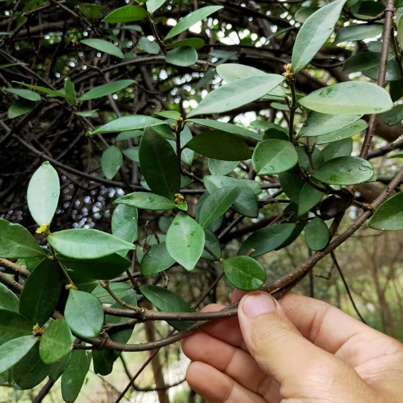 络石藤棉絮绳爬墙虎爬山虎白花藤石血石龙藤