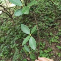 络石藤棉絮绳