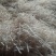 通草白色无杂大量供货中