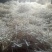 通草白色无杂大量供货中