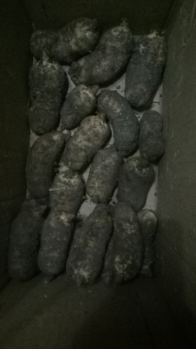 天麻2-5两以上乌红杂交天麻大量供货中