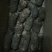 天麻2-5两以上乌红杂交天麻大量供货中