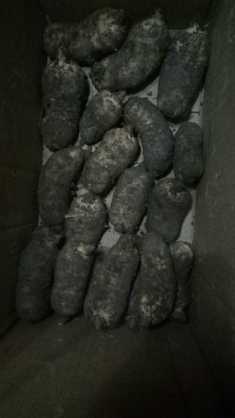 天麻2-5两以上乌红杂交天麻大量供货中