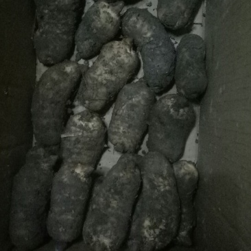 天麻2-5两以上乌红杂交天麻大量供货中