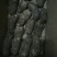 天麻2-5两以上乌红杂交天麻大量供货中