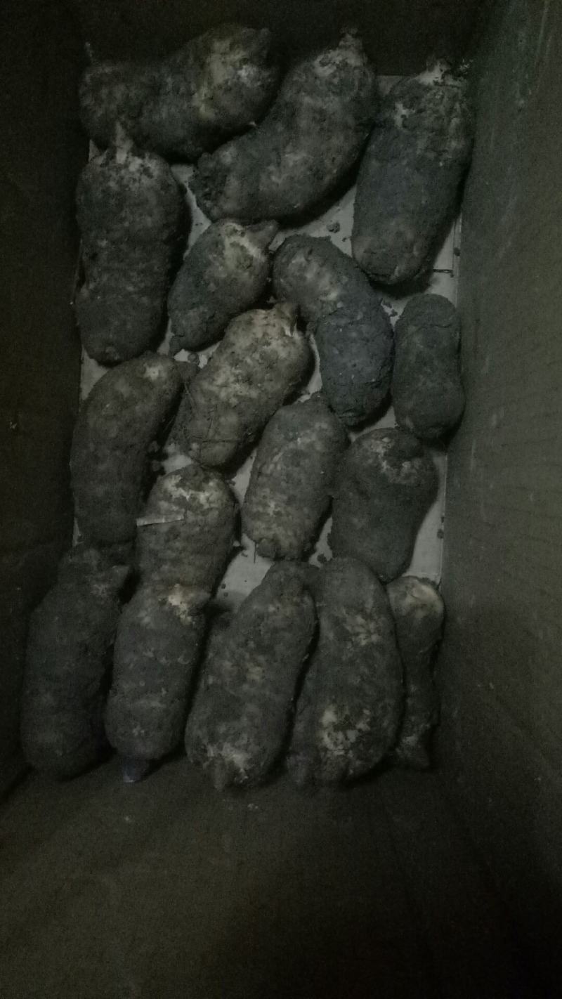 天麻2-5两以上乌红杂交天麻大量供货中