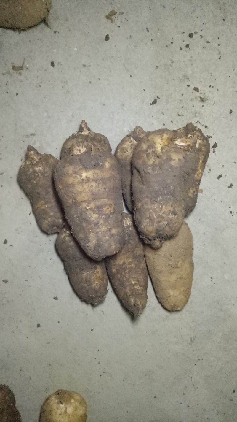 天麻2-5两以上乌红杂交天麻大量供货中
