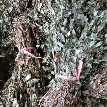 野生鱼腥草干品绿色精品新货出售