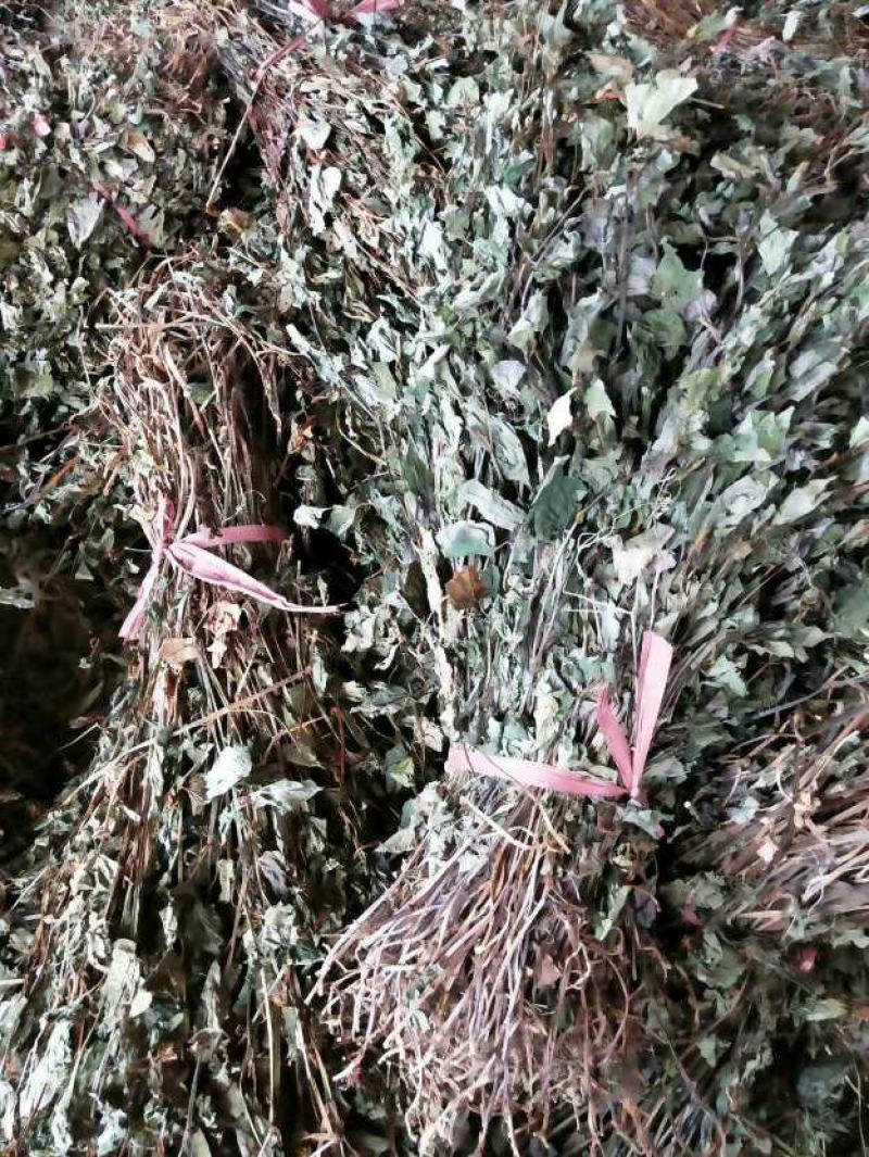 野生鱼腥草干品绿色精品新货出售