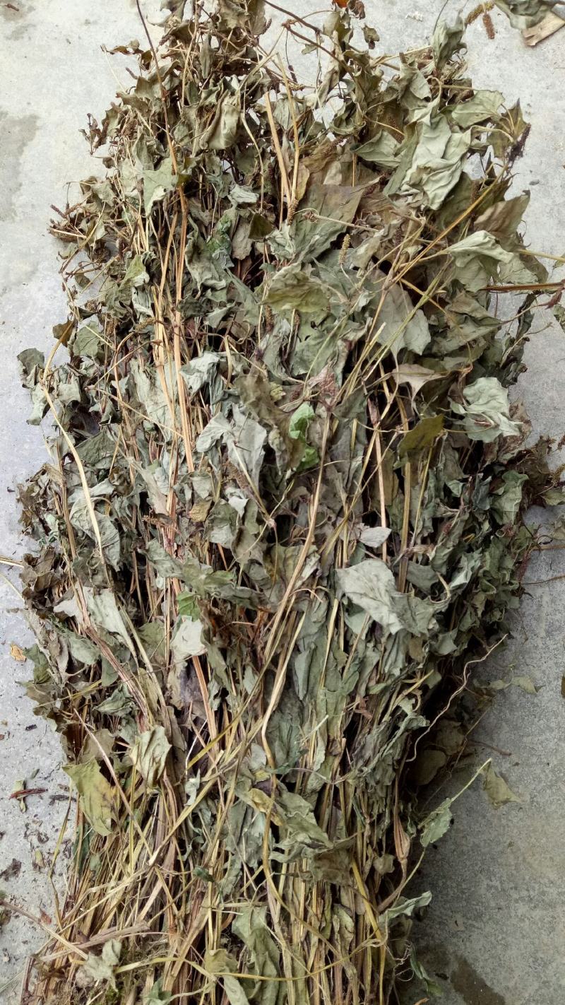 野生鱼腥草干品绿色精品新货出售
