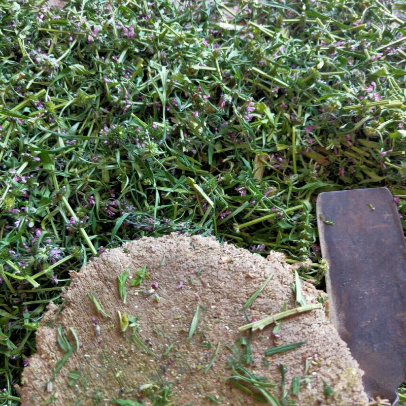 益母草根全草干货切断天然采摘非人工种植成熟益母草