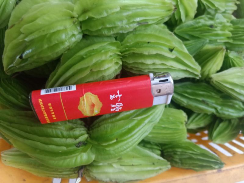 云南普洱野苦瓜也叫山苦瓜_凉拌或炒吃