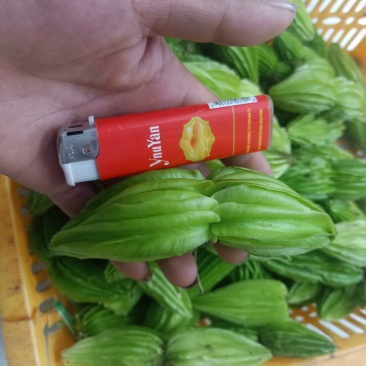 云南普洱野苦瓜也叫山苦瓜_凉拌或炒吃