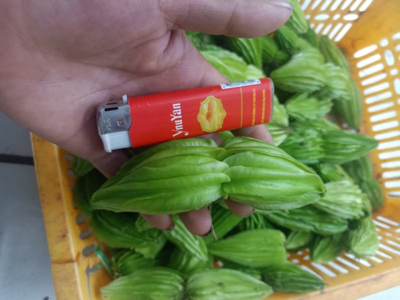 云南普洱野苦瓜也叫山苦瓜_凉拌或炒吃