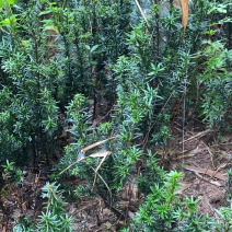 曼迪亚红豆杉大批量出售，保证质量，三十厘米起到八十厘米高
