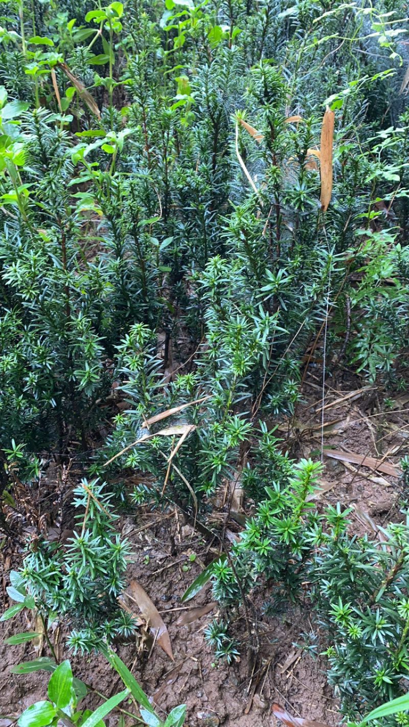 曼迪亚红豆杉大批量出售，保证质量，三十厘米起到八十厘米高