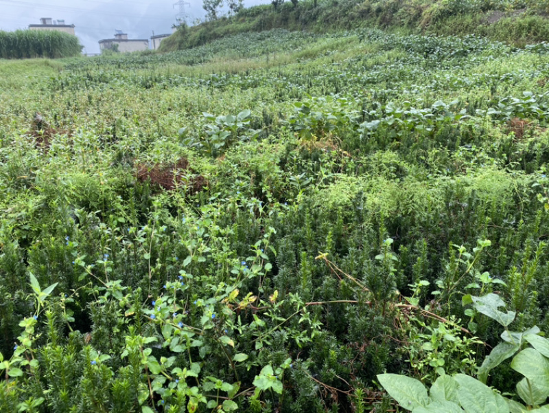 曼迪亚红豆杉大批量出售，保证质量，三十厘米起到八十厘米高