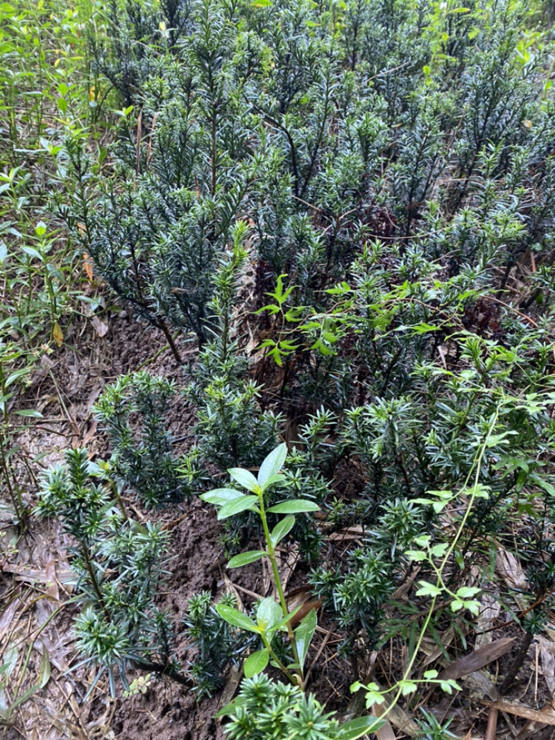 曼迪亚红豆杉大批量出售，保证质量，三十厘米起到八十厘米高