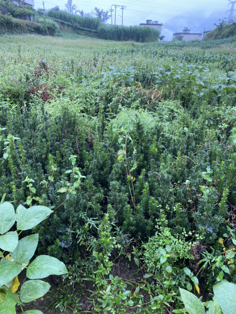 曼迪亚红豆杉大批量出售，保证质量，三十厘米起到八十厘米高