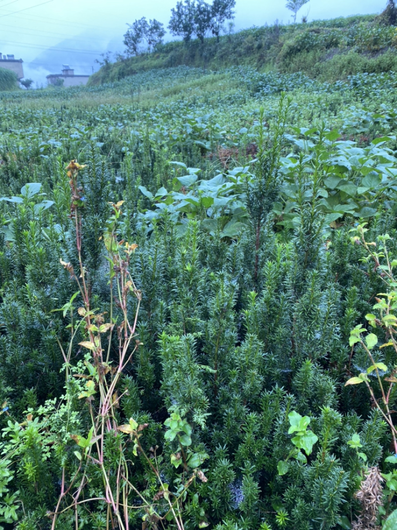 曼迪亚红豆杉大批量出售，保证质量，三十厘米起到八十厘米高