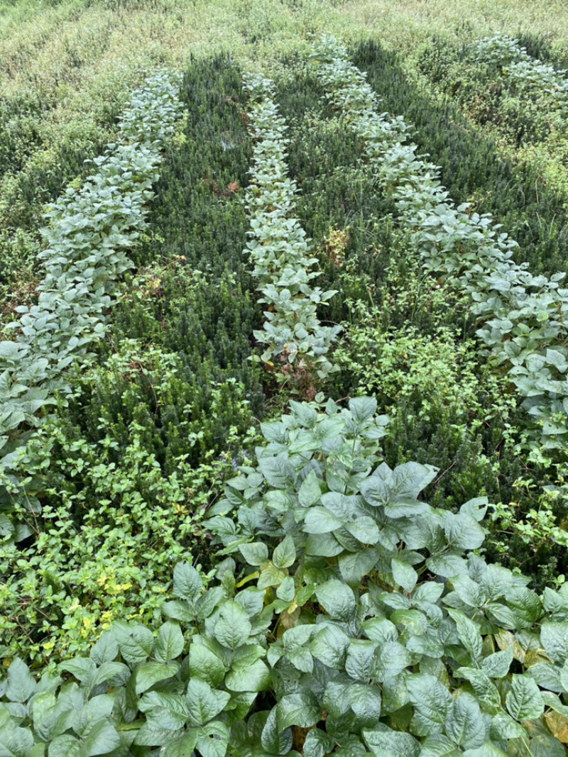 曼迪亚红豆杉大批量出售，保证质量，三十厘米起到八十厘米高