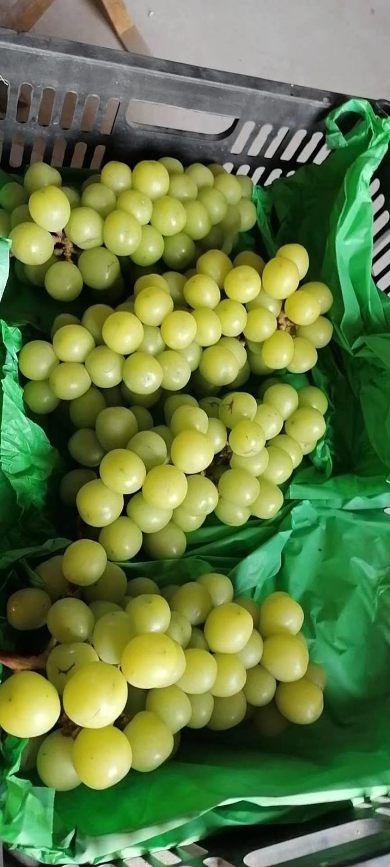 葡萄，阳光玫瑰葡萄大量上市，欢迎各地老板前来选购