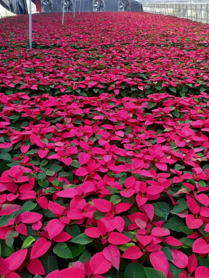 一品红山东青州大量供应优质盆花办公室客厅花卉植物