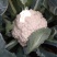 （价格可谈）菜花苗优质菜花苗各类蔬菜苗木齐全欢迎来电