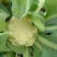 （价格可谈）菜花苗优质菜花苗各类蔬菜苗木齐全欢迎来电
