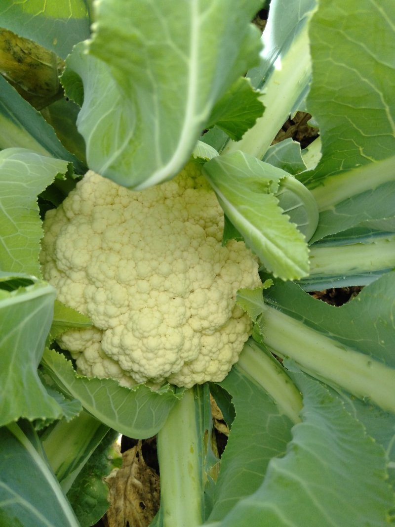 （价格可谈）菜花苗优质菜花苗各类蔬菜苗木齐全欢迎来电