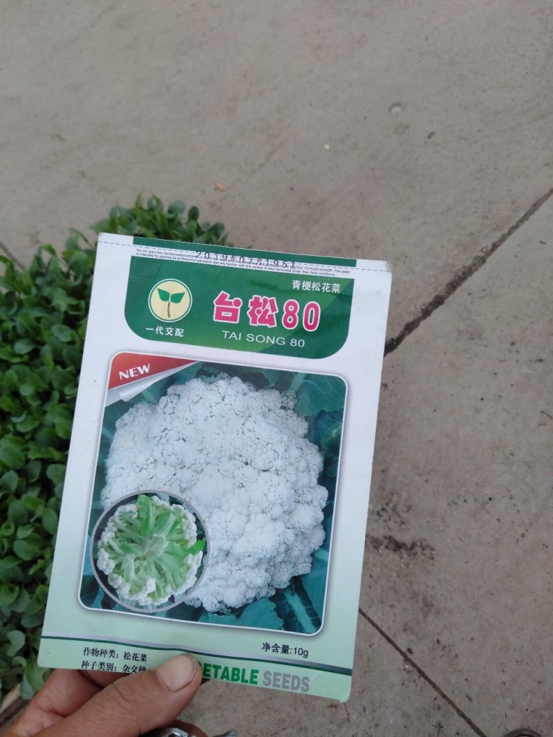 （价格可谈）菜花苗优质菜花苗各类蔬菜苗木齐全欢迎来电