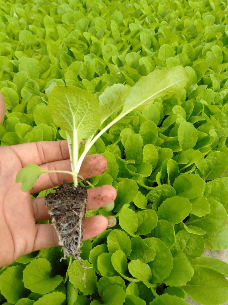 （价格可谈）菜花苗优质菜花苗各类蔬菜苗木齐全欢迎来电