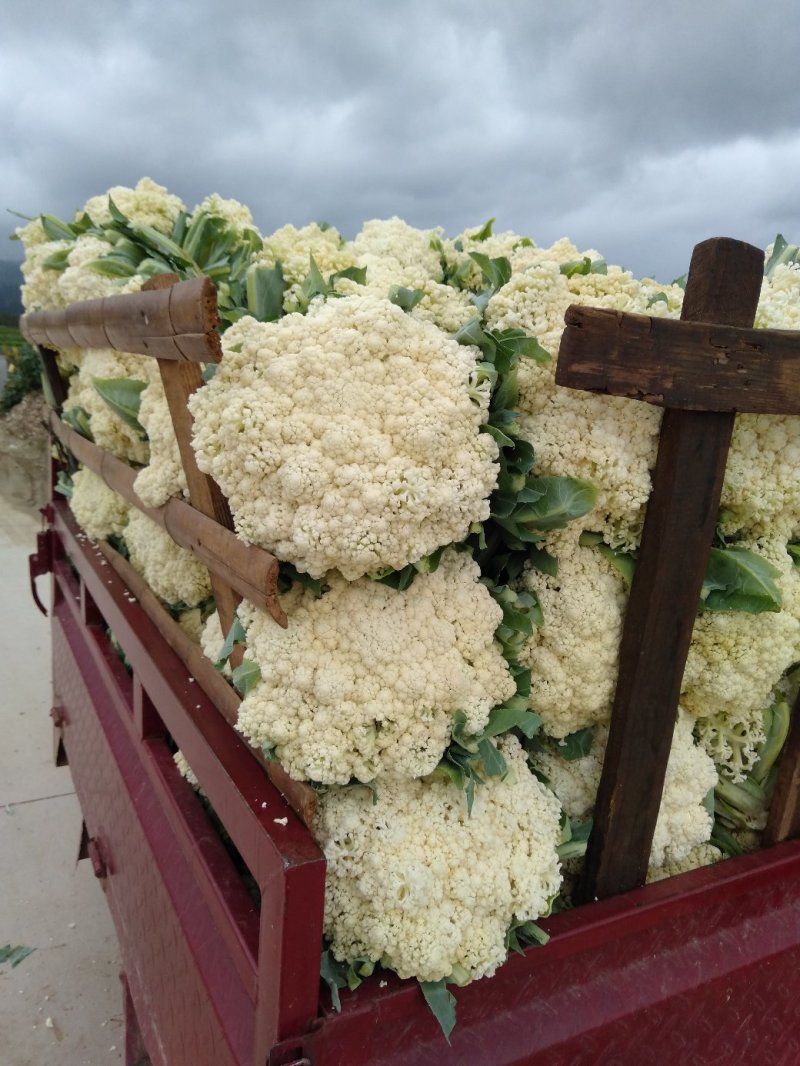 （价格可谈）菜花苗优质菜花苗各类蔬菜苗木齐全欢迎来电