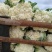 （价格可谈）菜花苗优质菜花苗各类蔬菜苗木齐全欢迎来电