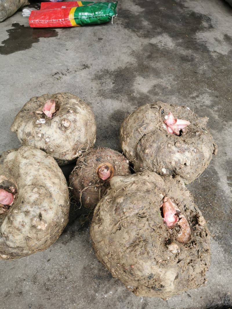 正宗花魔芋，保质保量，量大从优，诚信经营，以客户要求发