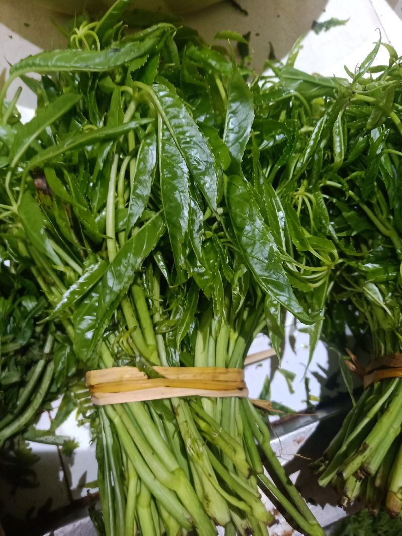云南普洱特产火镰菜_鲜货