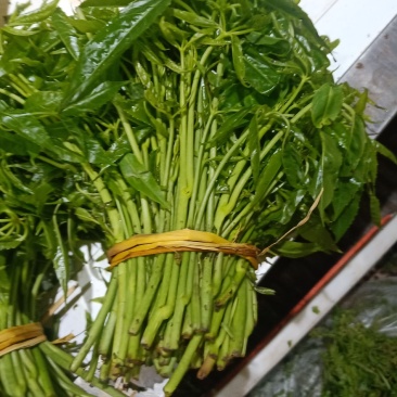 云南普洱特产火镰菜_鲜货