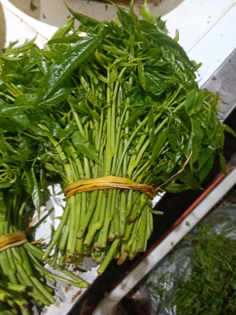 云南普洱特产火镰菜_鲜货
