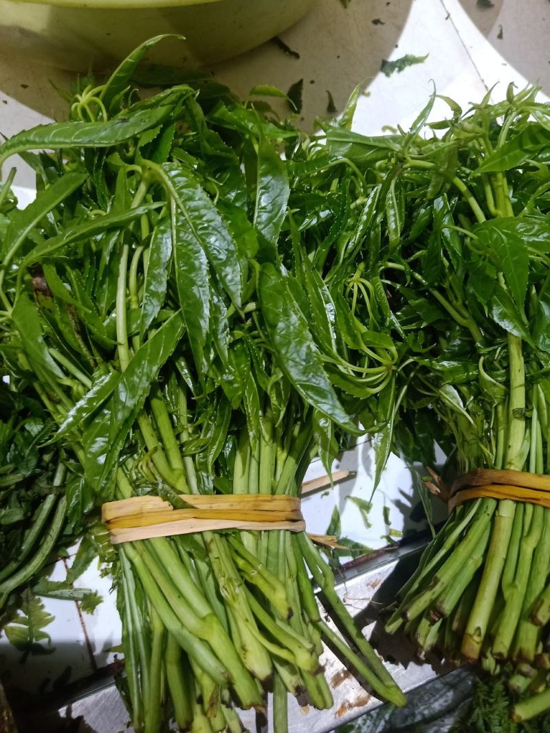 云南普洱特产火镰菜_鲜货