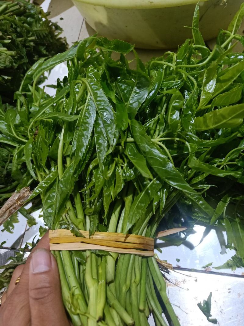 云南普洱特产火镰菜_鲜货
