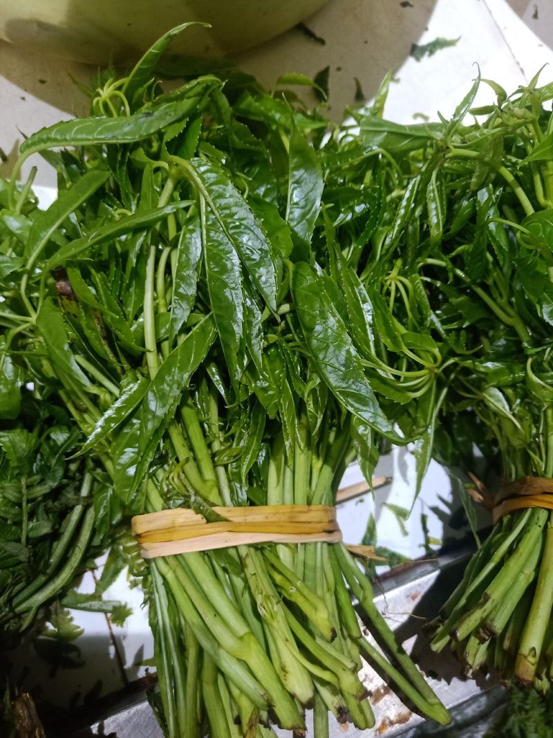 云南普洱特产火镰菜_鲜货