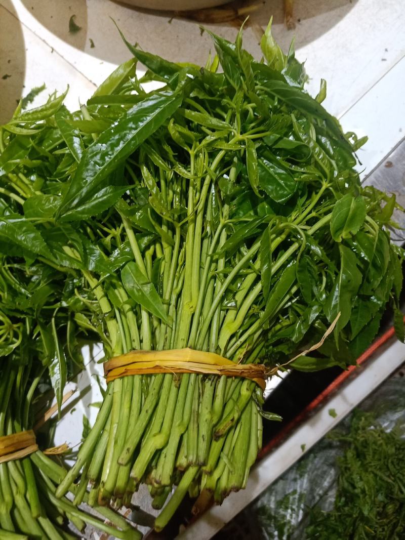 云南普洱特产火镰菜_鲜货