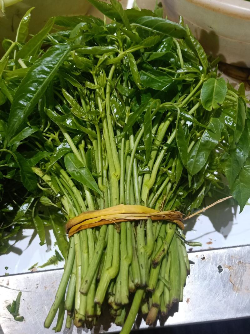 云南普洱特产火镰菜_鲜货